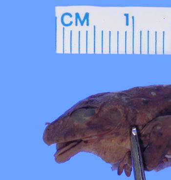 Media type: image; Herpetology A-9308